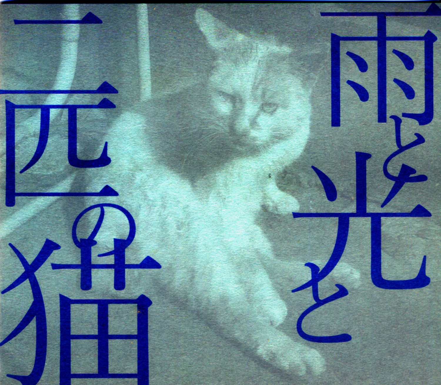 雨と光と二匹の猫