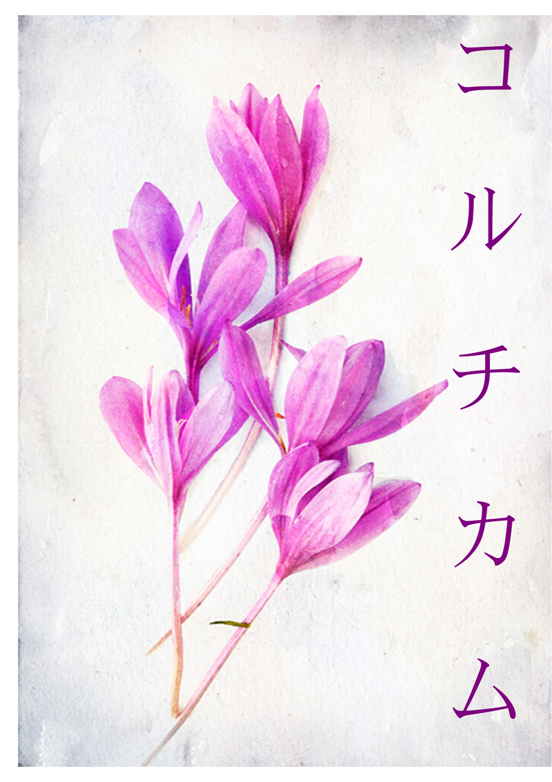 コルチカム